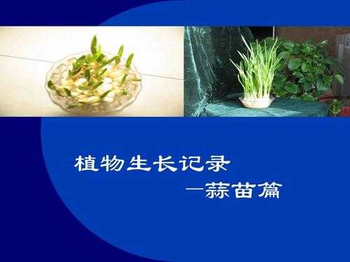 青蒜苗哪里有(买的青蒜苗上有蓝色的颜色是什么)-第1张图片-厨房小当家 青蒜苗哪里有(买的青蒜苗上有蓝色的颜色是什么)-第1张图片-厨房小当家