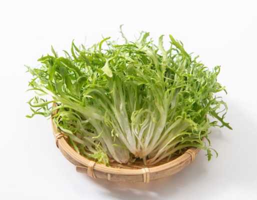 银丝芥菜哪里买(银丝菜怎么做)-第2张图片-厨房小当家 银丝芥菜哪里买(银丝菜怎么做)-第2张图片-厨房小当家