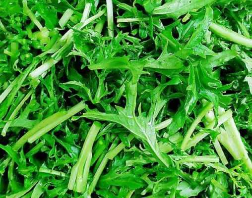 银丝芥菜哪里买(银丝菜怎么做)-第3张图片-厨房小当家 银丝芥菜哪里买(银丝菜怎么做)-第3张图片-厨房小当家