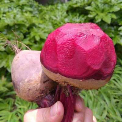 甜菜头产自哪里(甜菜头产自哪里啊)-第3张图片-厨房小当家 甜菜头产自哪里(甜菜头产自哪里啊)-第3张图片-厨房小当家