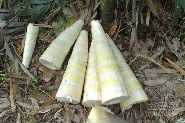 吃毛笋的季节,毛笋哪里可以吃-第2张图片-厨房小当家 吃毛笋的季节,毛笋哪里可以吃-第2张图片-厨房小当家