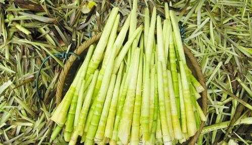 吃毛笋的季节,毛笋哪里可以吃-第3张图片-厨房小当家 吃毛笋的季节,毛笋哪里可以吃-第3张图片-厨房小当家