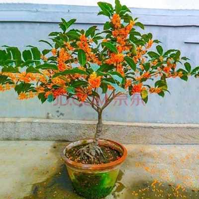 梅花菜哪里买(红梅花的菜来历)-第1张图片-厨房小当家 梅花菜哪里买(红梅花的菜来历)-第1张图片-厨房小当家