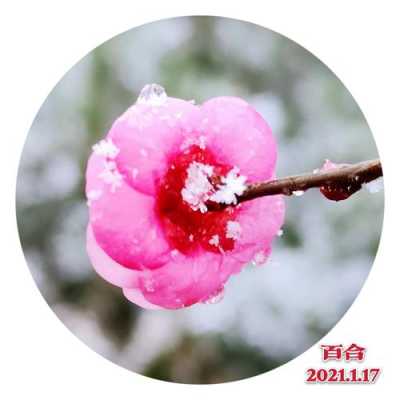 梅花菜哪里买(红梅花的菜来历)-第3张图片-厨房小当家 梅花菜哪里买(红梅花的菜来历)-第3张图片-厨房小当家