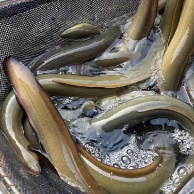哪里有白鳝油(哪里有白鳝油卖啊)-第2张图片-厨房小当家 哪里有白鳝油(哪里有白鳝油卖啊)-第2张图片-厨房小当家