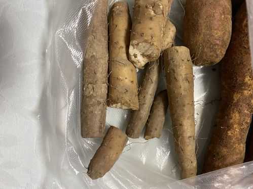 哪里收红山药(哪里收购山药渣子_)-第2张图片-厨房小当家 哪里收红山药(哪里收购山药渣子_)-第2张图片-厨房小当家