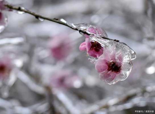 梅花冻哪里买(冰冻的梅花)-第1张图片-厨房小当家 梅花冻哪里买(冰冻的梅花)-第1张图片-厨房小当家