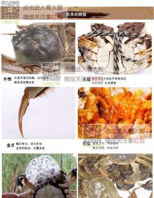 毛蟹铲子在哪里(金石滩哪里可以抓小螃蟹)-第2张图片-厨房小当家 毛蟹铲子在哪里(金石滩哪里可以抓小螃蟹)-第2张图片-厨房小当家