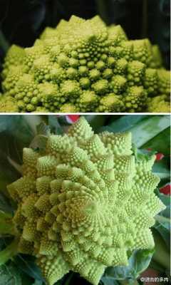 宝塔花椰菜好吃吗,宝塔花菜哪里的好-第3张图片-厨房小当家 宝塔花椰菜好吃吗,宝塔花菜哪里的好-第3张图片-厨房小当家