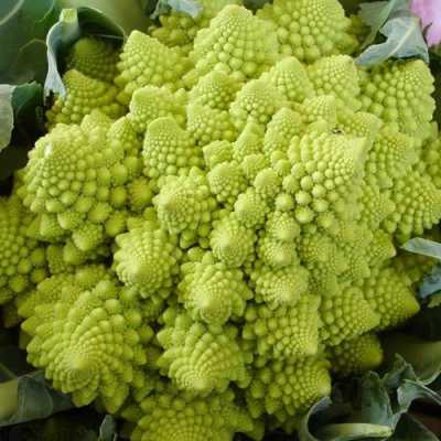 宝塔花椰菜好吃吗,宝塔花菜哪里的好-第1张图片-厨房小当家 宝塔花椰菜好吃吗,宝塔花菜哪里的好-第1张图片-厨房小当家