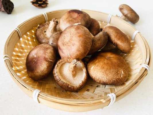 哪里有鲜香菇(鲜香菇山东哪儿最多)-第3张图片-厨房小当家 哪里有鲜香菇(鲜香菇山东哪儿最多)-第3张图片-厨房小当家