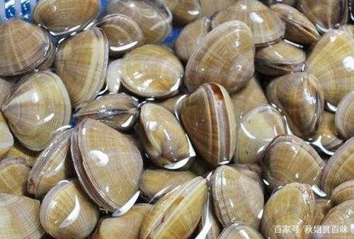 花蛤哪里便宜-第3张图片-厨房小当家 花蛤哪里便宜-第3张图片-厨房小当家