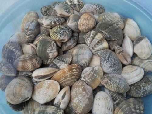 花蛤哪里便宜-第2张图片-厨房小当家 花蛤哪里便宜-第2张图片-厨房小当家