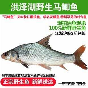 马鲫鱼哪里有(海口当地鱼类)-第2张图片-厨房小当家 马鲫鱼哪里有(海口当地鱼类)-第2张图片-厨房小当家