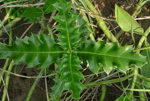 耗子叶哪里有(耗子叶能吃吗)-第2张图片-厨房小当家 耗子叶哪里有(耗子叶能吃吗)-第2张图片-厨房小当家