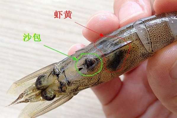 虾仁腹部在哪里(虾仁腹部的黑线是什么?)-第1张图片-厨房小当家 虾仁腹部在哪里(虾仁腹部的黑线是什么?)-第1张图片-厨房小当家