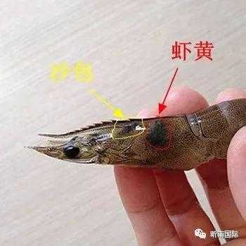 虾仁腹部在哪里(虾仁腹部的黑线是什么?)-第3张图片-厨房小当家 虾仁腹部在哪里(虾仁腹部的黑线是什么?)-第3张图片-厨房小当家