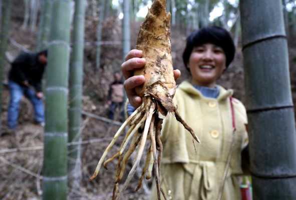 越南哪里产冬笋（越南哪里产冬笋最多）-第2张图片-厨房小当家