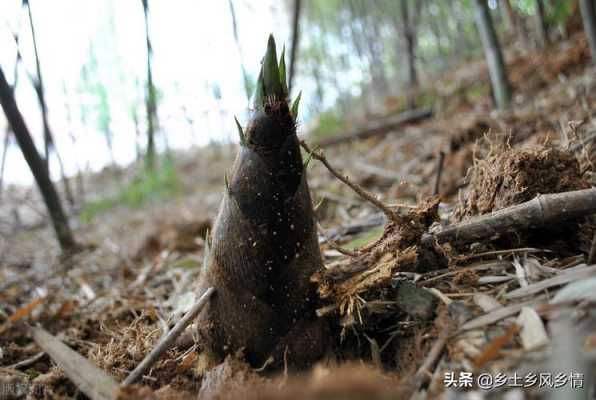 越南哪里产冬笋（越南哪里产冬笋最多）-第1张图片-厨房小当家