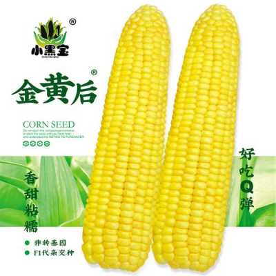 哪里需要糯米玉米(糯米玉米种子什么牌子好)-第3张图片-厨房小当家 哪里需要糯米玉米(糯米玉米种子什么牌子好)-第3张图片-厨房小当家