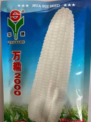 哪里需要糯米玉米(糯米玉米种子什么牌子好)-第2张图片-厨房小当家 哪里需要糯米玉米(糯米玉米种子什么牌子好)-第2张图片-厨房小当家