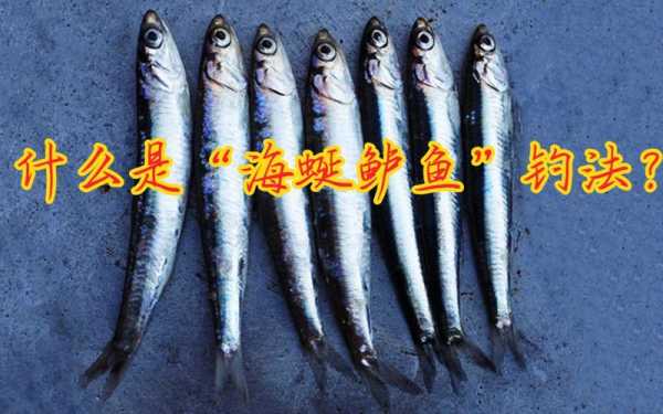 海蜒鲈鱼钓法,哪里海蜒最好吃最出名-第3张图片-厨房小当家