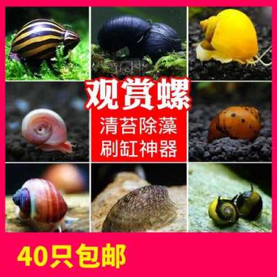 哪里车螺最好（马来螺与苹果螺哪个好）-第3张图片-厨房小当家