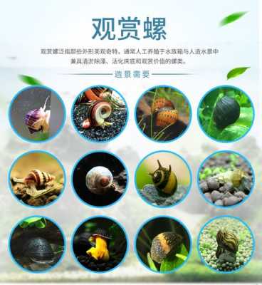 哪里车螺最好（马来螺与苹果螺哪个好）-第2张图片-厨房小当家