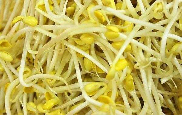 什么样的豆芽不能吃的,豆芽哪里不能吃生物-第1张图片-厨房小当家 什么样的豆芽不能吃的,豆芽哪里不能吃生物-第1张图片-厨房小当家