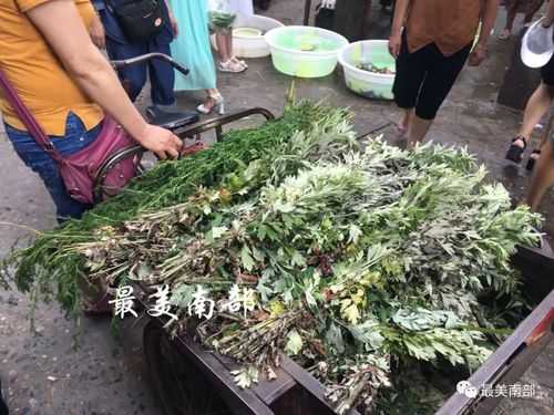 艾叶菜哪里有(艾叶菜哪里有卖的)-第3张图片-厨房小当家 艾叶菜哪里有(艾叶菜哪里有卖的)-第3张图片-厨房小当家