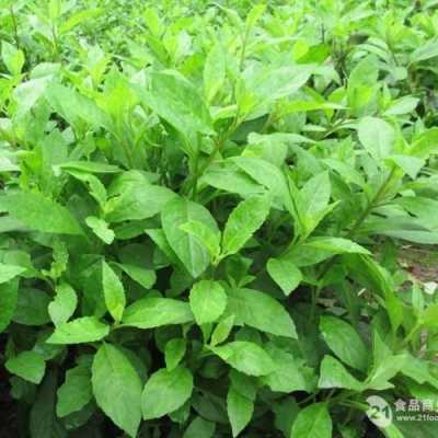 富贵菜哪里有种(富贵菜草酸含量多少)-第1张图片-厨房小当家 富贵菜哪里有种(富贵菜草酸含量多少)-第1张图片-厨房小当家
