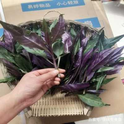 富贵菜哪里有种(富贵菜草酸含量多少)-第2张图片-厨房小当家 富贵菜哪里有种(富贵菜草酸含量多少)-第2张图片-厨房小当家