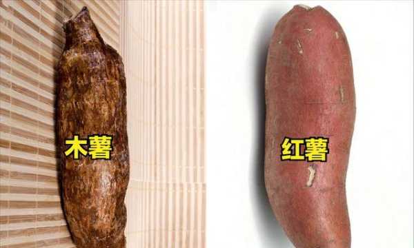 蛋黄木薯哪里有(蛋黄木薯哪里有卖)-第2张图片-厨房小当家 蛋黄木薯哪里有(蛋黄木薯哪里有卖)-第2张图片-厨房小当家