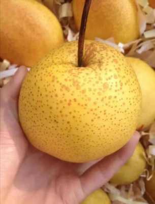 雪梨果哪里好(雪梨果是什么样子的)-第3张图片-厨房小当家 雪梨果哪里好(雪梨果是什么样子的)-第3张图片-厨房小当家