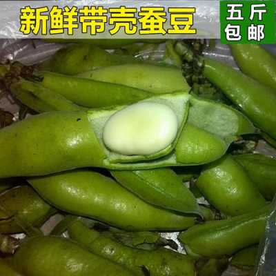 新鲜蚕豆如何邮寄,新鲜蚕豆哪里买-第3张图片-厨房小当家 新鲜蚕豆如何邮寄,新鲜蚕豆哪里买-第3张图片-厨房小当家