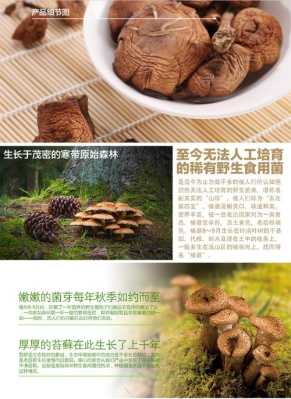 哪里榛蘑最好（猴头菇哪里产的好）-第2张图片-厨房小当家