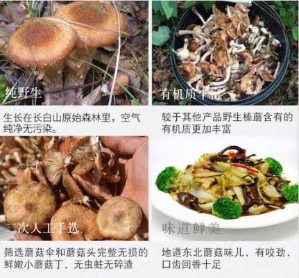 哪里榛蘑最好（猴头菇哪里产的好）-第3张图片-厨房小当家
