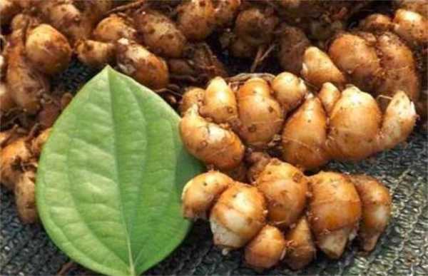 请问哪里有收购洋姜(菊芋)的?我这里是湖北孝感,今年种植了大量的洋姜,哪里有人收购的,哪里有人收购洋姜呢-第1张图片-厨房小当家 请问哪里有收购洋姜(菊芋)的?我这里是湖北孝感,今年种植了大量的洋姜,哪里有人收购的,哪里有人收购洋姜呢-第1张图片-厨房小当家