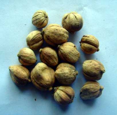 豆扣哪里最好(什么豆蔻好)-第3张图片-厨房小当家 豆扣哪里最好(什么豆蔻好)-第3张图片-厨房小当家