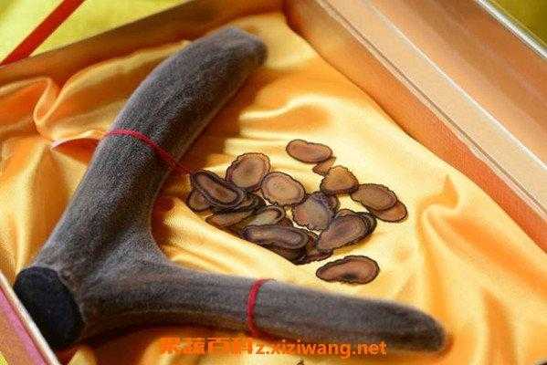 为什么采鹿茸,鹿茸营养在哪里生长-第3张图片-厨房小当家 为什么采鹿茸,鹿茸营养在哪里生长-第3张图片-厨房小当家