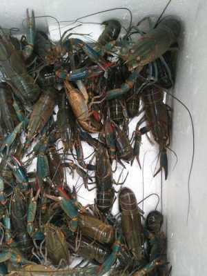 北海大虾哪里的(北海青龙虾是哪里出的)-第1张图片-厨房小当家 北海大虾哪里的(北海青龙虾是哪里出的)-第1张图片-厨房小当家