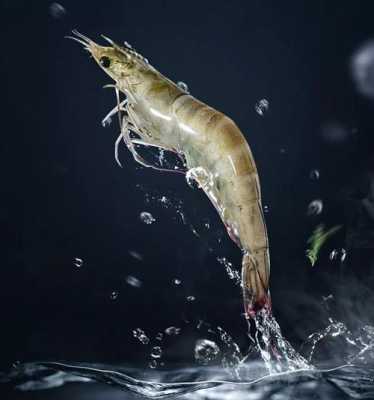 北海大虾哪里的(北海青龙虾是哪里出的)-第2张图片-厨房小当家 北海大虾哪里的(北海青龙虾是哪里出的)-第2张图片-厨房小当家