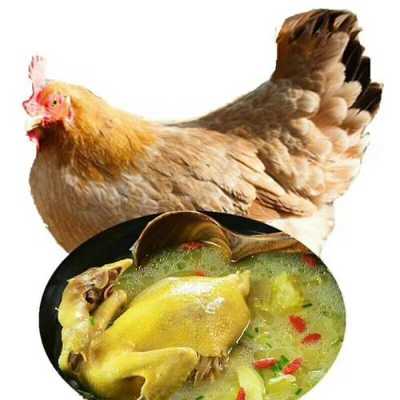 咸草鸡哪里好吃(咸草鸡哪里好吃啊)-第3张图片-厨房小当家 咸草鸡哪里好吃(咸草鸡哪里好吃啊)-第3张图片-厨房小当家