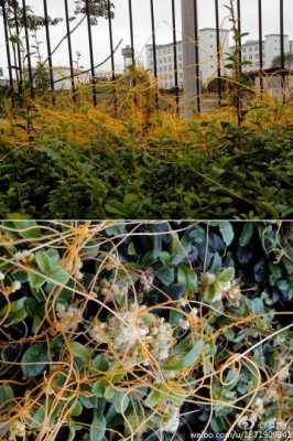 菟丝子哪里有家种(一亩地能产多少斤菟丝子)-第2张图片-厨房小当家 菟丝子哪里有家种(一亩地能产多少斤菟丝子)-第2张图片-厨房小当家