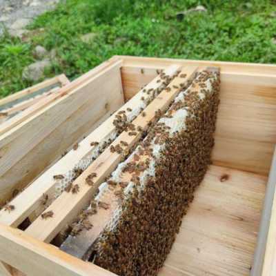 带子哪里有养殖(带子的暂养方法)-第2张图片-厨房小当家 带子哪里有养殖(带子的暂养方法)-第2张图片-厨房小当家