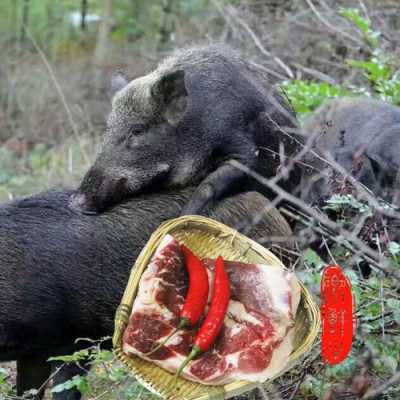 野猪肉哪里最好(野猪最贵的部位)-第2张图片-厨房小当家 野猪肉哪里最好(野猪最贵的部位)-第2张图片-厨房小当家