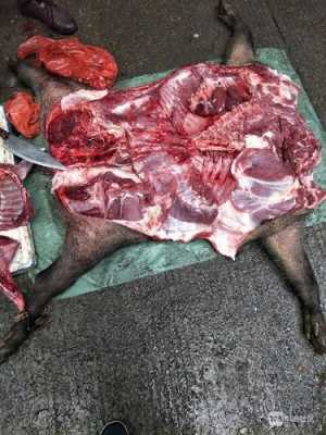 野猪肉哪里最好(野猪最贵的部位)-第3张图片-厨房小当家 野猪肉哪里最好(野猪最贵的部位)-第3张图片-厨房小当家