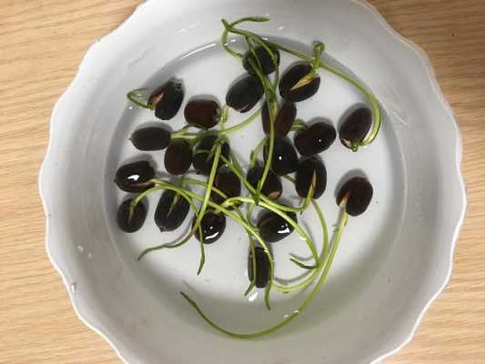 莲子圆哪里有(碗莲子从哪个位置开口)-第3张图片-厨房小当家 莲子圆哪里有(碗莲子从哪个位置开口)-第3张图片-厨房小当家