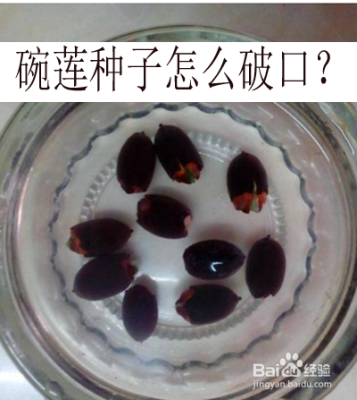 莲子圆哪里有(碗莲子从哪个位置开口)-第1张图片-厨房小当家 莲子圆哪里有(碗莲子从哪个位置开口)-第1张图片-厨房小当家