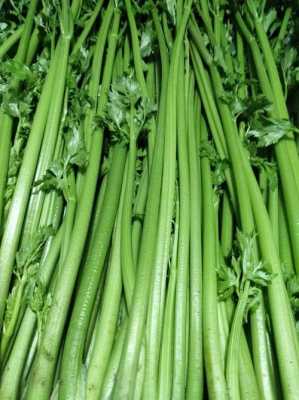 芹菜的哪里好吃(金口芹菜为什么好吃)-第3张图片-厨房小当家 芹菜的哪里好吃(金口芹菜为什么好吃)-第3张图片-厨房小当家
